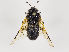  ( - ZMUO.036398)  @11 [ ] CreativeCommons - Attribution Non-Commercial (2019) Marko Mutanen University of Oulu