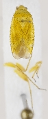  ( - ZMUO.037333)  @11 [ ] CreativeCommons - Attribution Non-Commercial (2019) Marko Mutanen University of Oulu