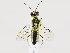  (Rhogogaster - ZMUO.039099)  @15 [ ] by-nc (2020) Marko Mutanen University of Oulu