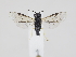  (Aneugmenus nr. coronatus - ZMUO.040309)  @14 [ ] by-nc (2020) Marko Mutanen University of Oulu