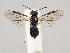 (Aneugmenus - ZMUO.045940)  @14 [ ] by-nc (2021) Marko Mutanen University of Oulu