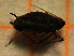  (Aphis longirostris - ZMUO.046953)  @11 [ ] by-nc (2021) Erkka Laine University of Oulu