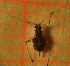  (Macrosiphum tinctum - ZMUO.047072)  @11 [ ] by-nc (2022) Erkka Laine University of Oulu