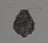  (Chaitophorus ramicola - ZMUO.047584)  @11 [ ] by-nc (2022) Erkka Laine University of Oulu