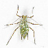  (Macrosiphum cf. gei - ZMUO.047672)  @11 [ ] c (2022) Olli Pihlajamaa VTT Tehcnical Research Center