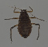  (Pterocomma rufipes - ZMUO.047701)  @11 [ ] by-nc (2022) Erkka Laine University of Oulu