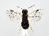  (Neurotoma iridescens - ZMUO.063082)  @11 [ ] by-nc (2023) Marko Mutanen University of Oulu