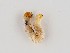  (Pamphilius aucupariae - ZMUO.064849)  @11 [ ] by-nc (2023) Marko Mutanen University of Oulu