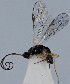  (Shawiana catenator - ZMUO.064960)  @11 [ ] by-nc (2022) Marko Mutanen University of Oulu