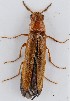  (Elateroides flabellicornis - ZMUO.065170)  @11 [ ] by-nc (2022) Marko Mutanen University of Oulu