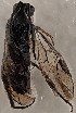  ( - ZMUO.067447)  @11 [ ] by-nc (2024) Marko Mutanen University of Oulu