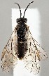  ( - ZMUO.078657)  @11 [ ] by-nc (2023) Marko Mutanen University of Oulu