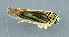 (Eupterycyba - ZMUO.079240)  @11 [ ] by-nc (2024) Marko Mutanen University of Oulu
