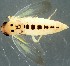  (Macrosteles septemnotatus - ZMUO.079442)  @11 [ ] by-nc (2024) Marko Mutanen University of Oulu