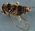  (Hephathus achilleae - ZMUO.079453)  @11 [ ] by-nc (2024) Marko Mutanen University of Oulu