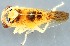  (Populicerus nitidissimus - ZMUO.079500)  @11 [ ] by-nc (2024) Marko Mutanen University of Oulu