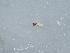  (Parakiefferiella subaterrima - ZMUO.087054)  @11 [ ] by-nc (2024) Marko Mutanen University of Oulu