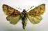  (Conisania behouneki - MM19101)  @14 [ ] Unspecified (default): All Rights Reserved  Unspecified Unspecified