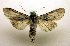  (Cucullia pustulata - MM19126)  @14 [ ] Unspecified (default): All Rights Reserved  Unspecified Unspecified