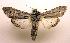  (Cucullia tanaceti - MM19128)  @15 [ ] Unspecified (default): All Rights Reserved  Unspecified Unspecified