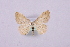  (Idaea pallidata - MM18415)  @14 [ ] No Rights Reserved (2010) Marko Mutanen University of Oulu
