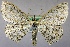  (Scopula nigropunctata - MM20576)  @14 [ ] No Rights Reserved (2011) Marko Mutanen University of Oulu