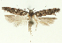  (Teleiopsis lunariella - TLMF Lep 24931)  @11 [ ] CreativeCommons - Attribution Non-Commercial Share-Alike (2017) Peter Buchner Tiroler Landesmuseum