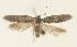  (Epanastasis sophroniella - TLMF Lep 25002)  @11 [ ] CreativeCommons - Attribution Non-Commercial Share-Alike (2017) Peter Buchner Tiroler Landesmuseum