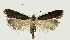  ( - TLMF Lep 25309)  @11 [ ] CreativeCommons - Attribution Non-Commercial Share-Alike (2017) Jan Sumpich Tiroler Landesmuseum