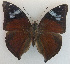  (Doleschallia dascon - USNM ENT 00643504)  @14 [ ] Unspecified (default): All Rights Reserved  Unspecified Unspecified