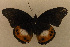  ( - USNM ENT 00643517)  @13 [ ] Unspecified (default): All Rights Reserved  Unspecified Unspecified