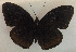  (Hypolimnas pithoeka - USNM ENT 00643529)  @14 [ ] Unspecified (default): All Rights Reserved  Unspecified Unspecified
