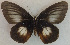  (Elymnias paradoxa - USNM ENT 00643538)  @13 [ ] Unspecified (default): All Rights Reserved  Unspecified Unspecified