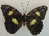  (Euthaliopsis - USNM ENT 00643553)  @14 [ ] Unspecified (default): All Rights Reserved  Unspecified Unspecified