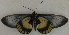  (Acraea meyeri - USNM ENT 00643566)  @13 [ ] Unspecified (default): All Rights Reserved  Unspecified Unspecified