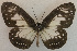  (Parantica kirbyi - USNM ENT 00645875)  @14 [ ] Unspecified (default): All Rights Reserved  Unspecified Unspecified