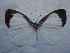  ( - USNM ENT 00645887)  @13 [ ] Unspecified (default): All Rights Reserved  Unspecified Unspecified