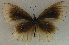  (Euploea alcathoe - USNM ENT 00645913)  @13 [ ] Unspecified (default): All Rights Reserved  Unspecified Unspecified