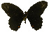  ( - USNM ENT 00645978)  @13 [ ] Unspecified (default): All Rights Reserved  Unspecified Unspecified