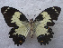  (Papilio euchenor - USNM ENT 00645981)  @15 [ ] Unspecified (default): All Rights Reserved  Unspecified Unspecified