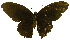  ( - USNM ENT 00645982)  @13 [ ] Unspecified (default): All Rights Reserved  Unspecified Unspecified