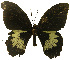  ( - USNM ENT 00645996)  @13 [ ] Unspecified (default): All Rights Reserved  Unspecified Unspecified