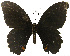  ( - USNM ENT 00645996)  @12 [ ] Unspecified (default): All Rights Reserved  Unspecified Unspecified