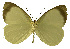  (Elodina definita - USNM ENT 00646000)  @15 [ ] Unspecified (default): All Rights Reserved  Unspecified Unspecified