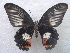  ( - USNM ENT 00646001)  @13 [ ] Unspecified (default): All Rights Reserved  Unspecified Unspecified