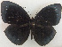  (Elymnias cybele - USNM ENT 00649685)  @14 [ ] Unspecified (default): All Rights Reserved  Unspecified Unspecified