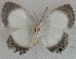  ( - USNM ENT 00705006)  @13 [ ] Unspecified (default): All Rights Reserved  Unspecified Unspecified