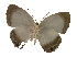  ( - USNM ENT 00705007)  @13 [ ] Unspecified (default): All Rights Reserved  Unspecified Unspecified