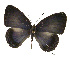  ( - USNM ENT 00705013)  @13 [ ] Unspecified (default): All Rights Reserved  Unspecified Unspecified