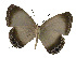  ( - USNM ENT 00705013)  @13 [ ] Unspecified (default): All Rights Reserved  Unspecified Unspecified